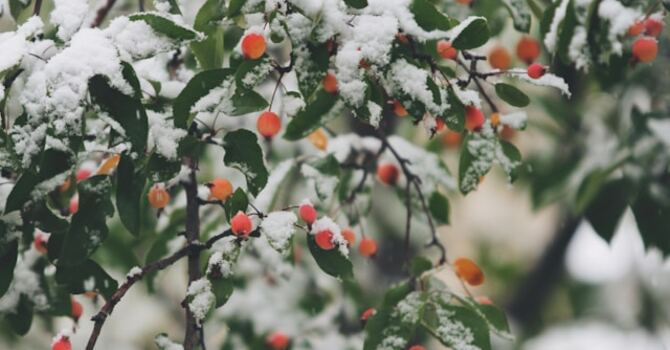 Sermon:  “Mrs. Kelly and the Christmas Bulletin”