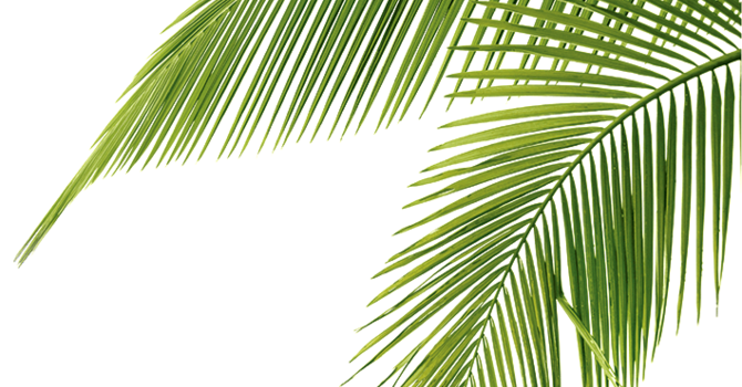 Palm Sunday