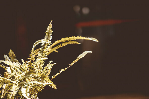 Mount Olive United Methodist Church