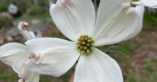 Annual Meeting and Brunch Church Postponed image