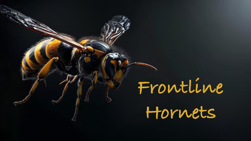 Frontline Hornets