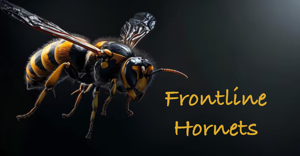 Frontline Hornets