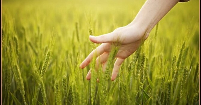 Holy Communion BCP Rite