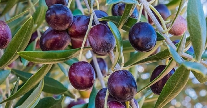 THE KORONEIKI OLIVE TREE image