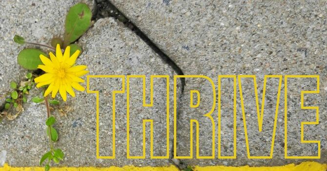 THRIVE: Designed for Impact