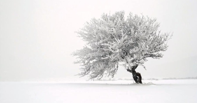 The Solitude of Winter image