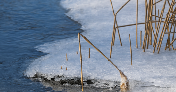 Be Gentle: Among the bruised reeds