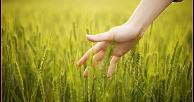 Holy Communion BCP Rite