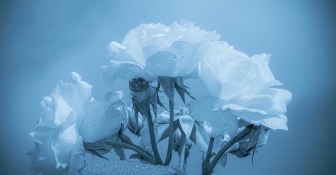 A Study in Grief and Loss with Bishop Logan