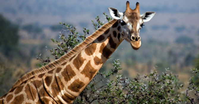 Being the Temple of the Holy Spirit