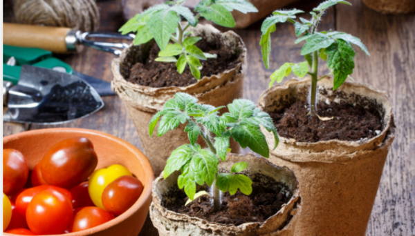 Green Thumb? ...Red Alert!