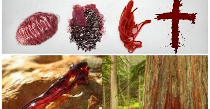 I AM A WORM AND NOT A MAN image