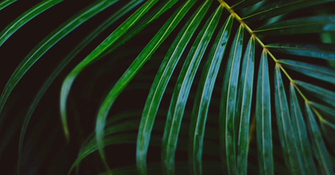 Palm Sunday Worship Service