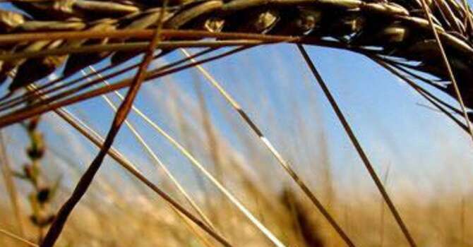 The Harvest, The Gleaning, and The Grafting