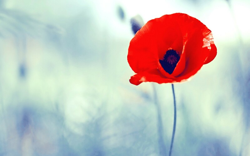Remembrance Sunday 