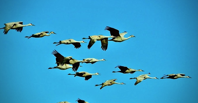 Zion's Connections image