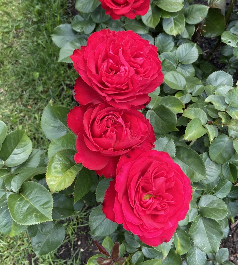 Margaret Wilson Memorial Service