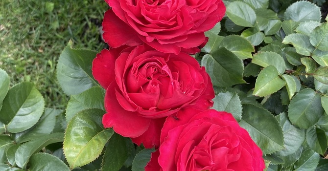 Margaret Wilson Memorial Service