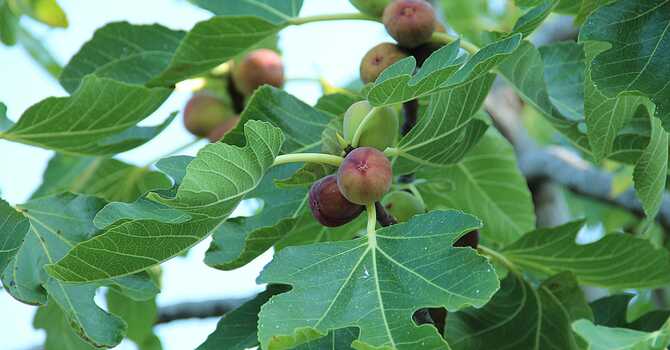 The Fig Tree Still Has A Purpose image