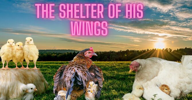 The Shelter of His Wings