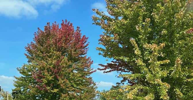 Falling Forward in Faith image