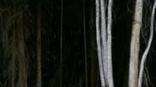 Light of the Psalms: 4-Part Photography Retreat