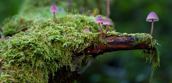 The week of February 8, 2026