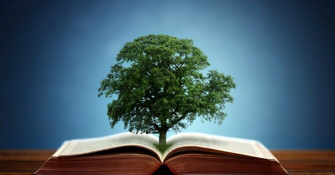 Salt, Light, and the Wisdom That Looks Like Foolishness image