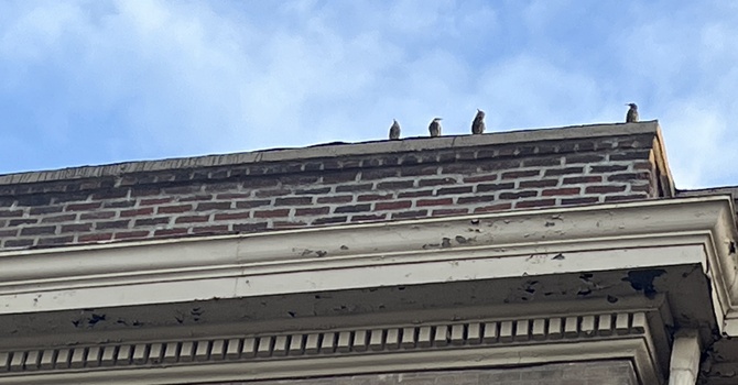 Making Sense of the Sin of our Leaders