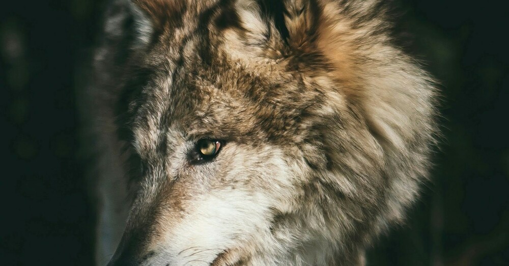 Transfiguration Sunday - February 15, 2026