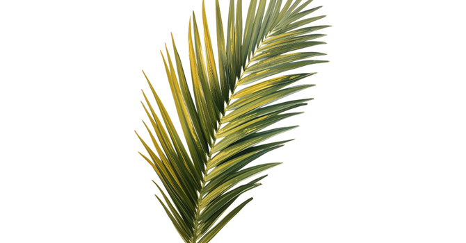 Palm Sunday Worship