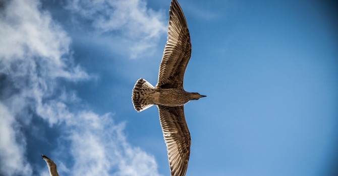 COVENANT PARTNER ZOOM CALL February 2026