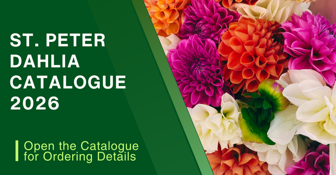 DAHLIA TUBERS FOR SALE!