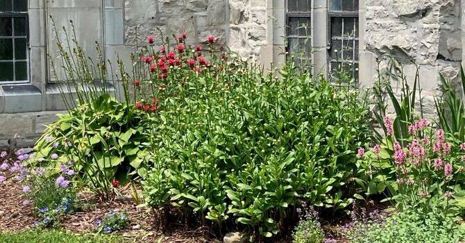 From the Congregational Creation Care Team