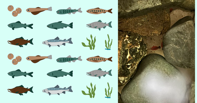 Our Salmon are Hatching!