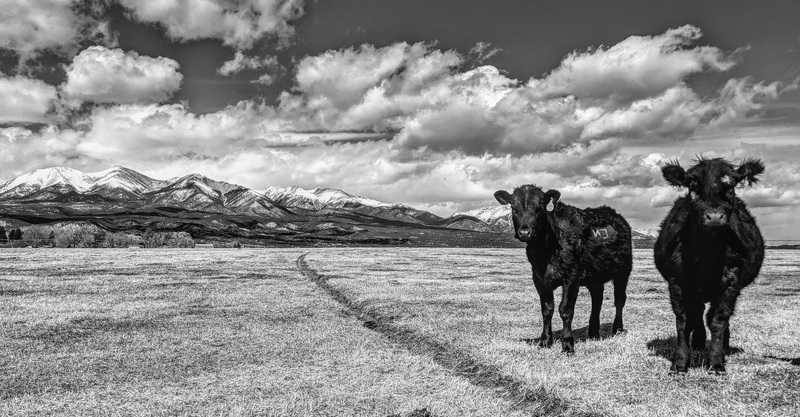 "What Use is an Idol?"