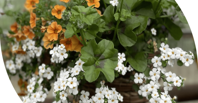 Hanging Baskets Fundraiser for Labyrinth Repair
