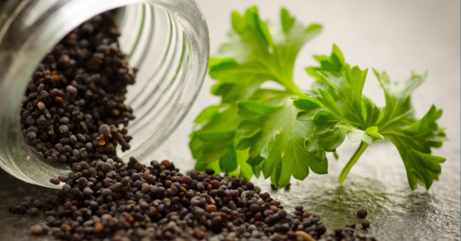 "Hold the Mustard (Seed)!"