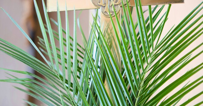 Palm Sunday