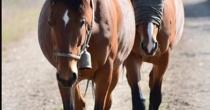 The Story of Two Horses- Author Unknown image