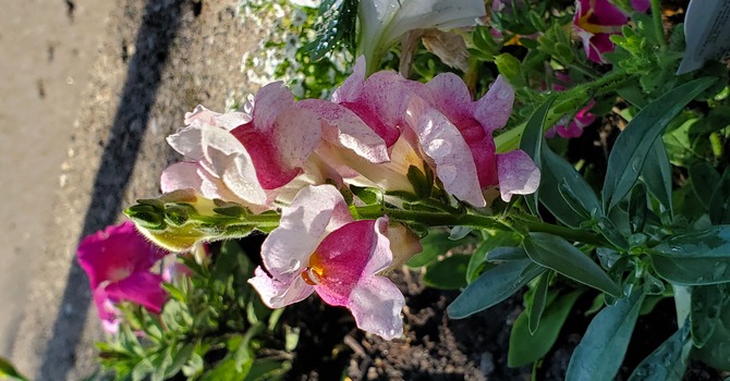 Spring Plant Sale image