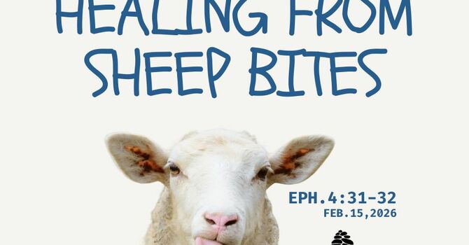 Healing From Sheep Bites