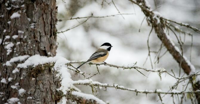 The Call Newsletter image