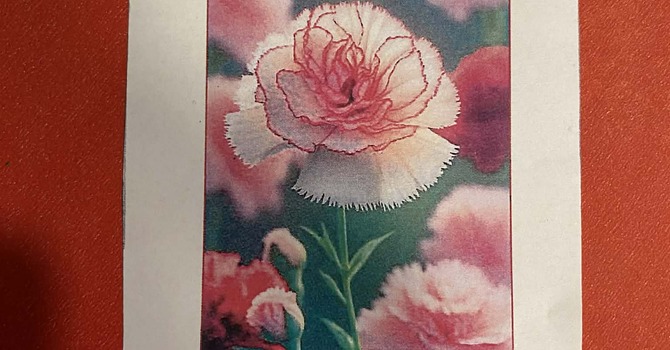 Carnation Tea image