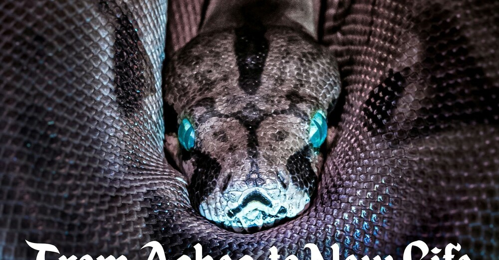 The First Sunday in Lent - February 22, 2026