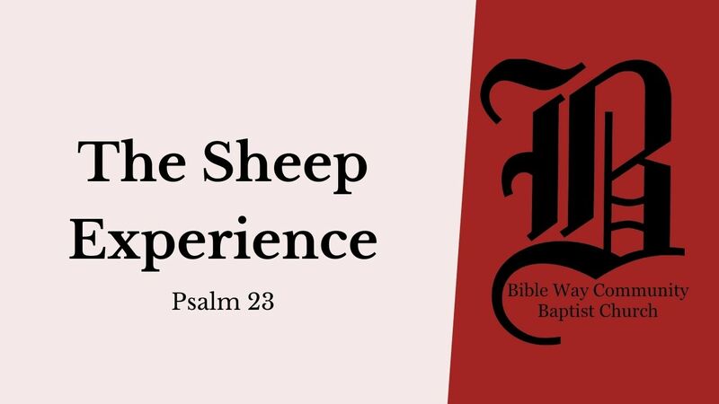 The Sheep Experience