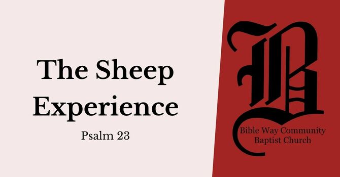 The Sheep Experience
