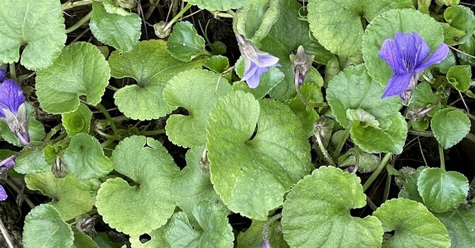 It's Spring in St. Luke's Cemetery - February 2026 image