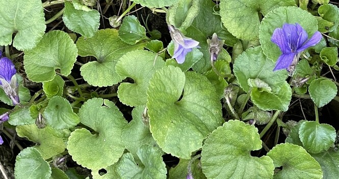 It's Spring in St. Luke's Cemetery - February 2026