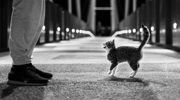 Parishioner's Corner